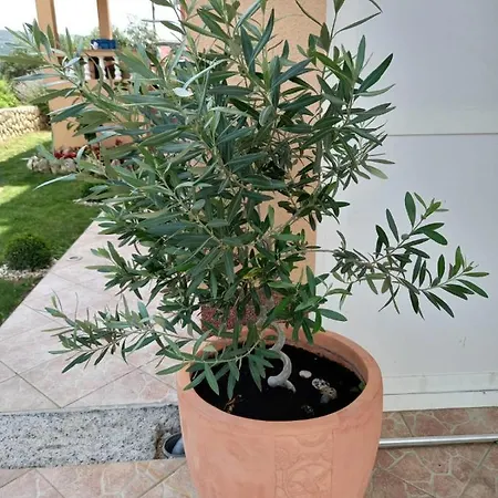 Stela شقة *